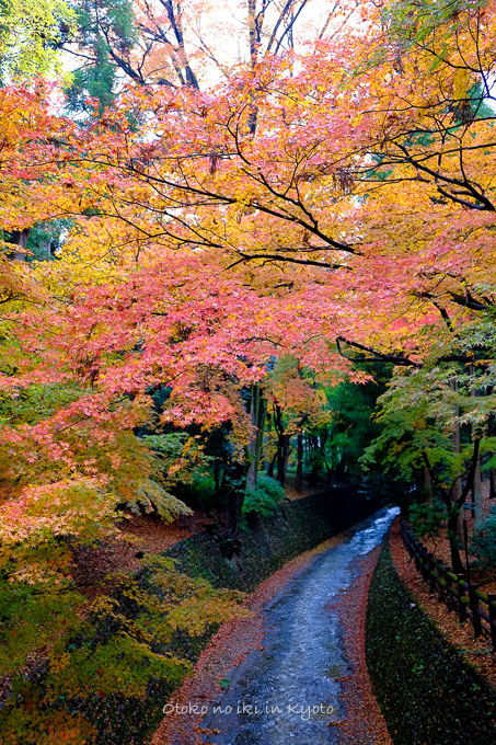 11月京都2012北野天満宮-18