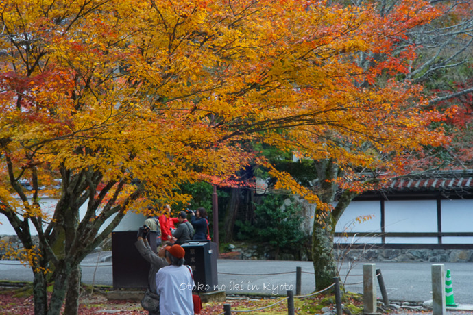 京都1125朝11月-6