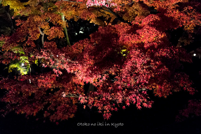 1123清水寺11月-3