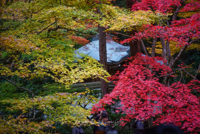 1123京都11月-28