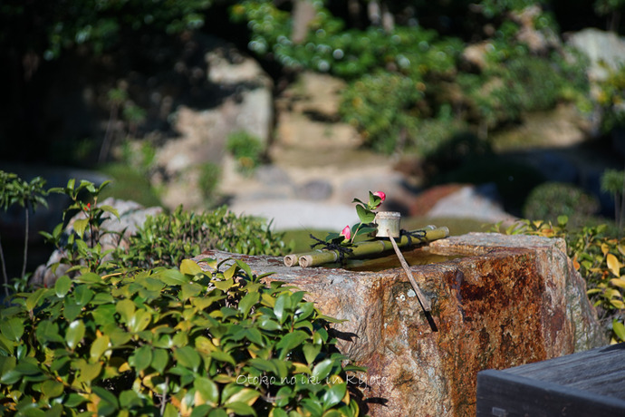 1116退蔵院11月-40
