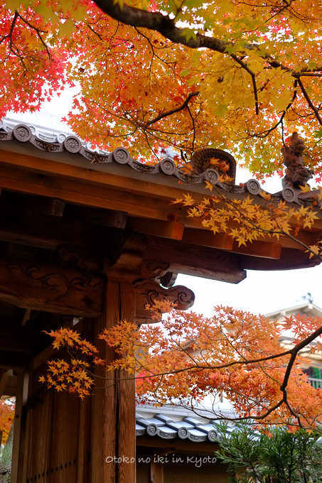 1129光悦寺11月-27