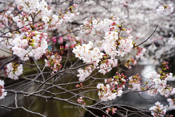 0330桜23月-4