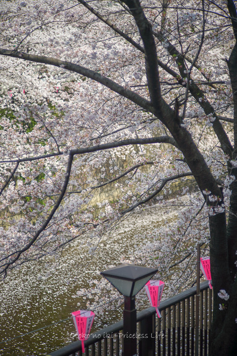 花見2019-20