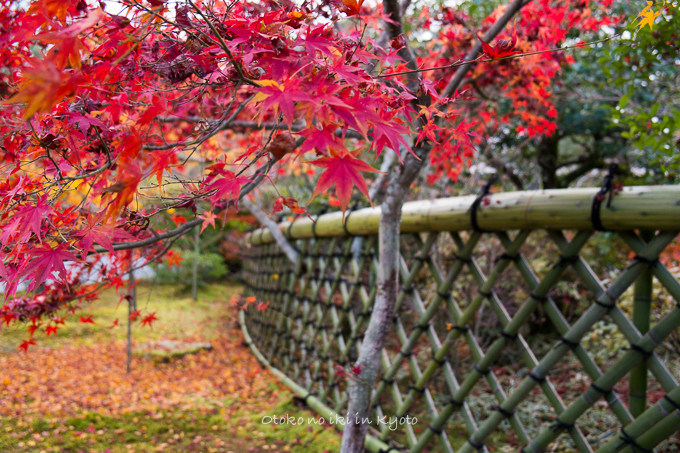 1129光悦寺11月-11