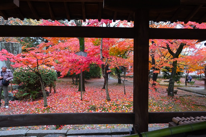 0404京都紅葉11月-3