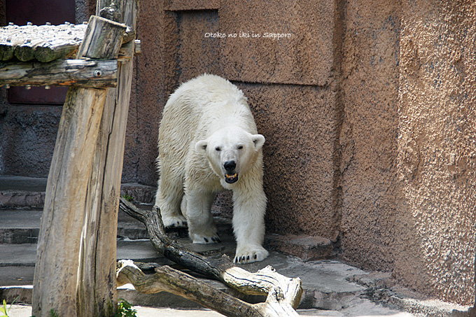 0831-19シロクマ前