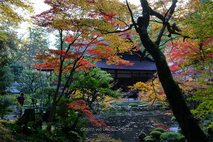 1123京都11月-26