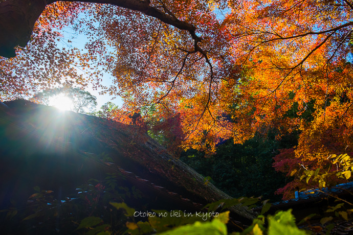 1107祇王寺11月-16