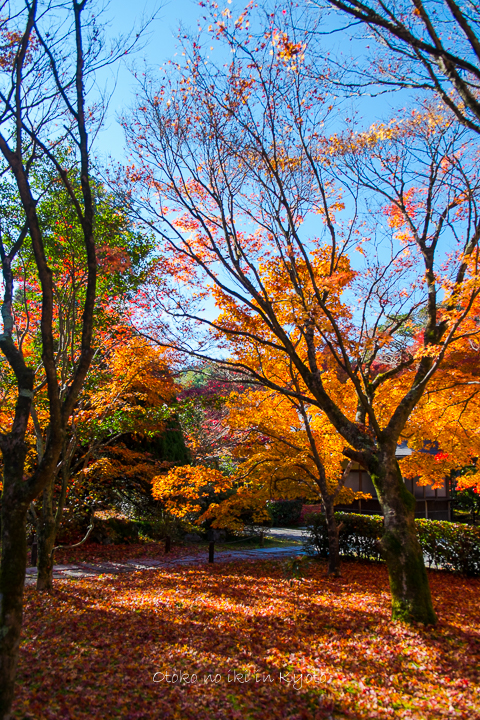 1102苔寺11月-6