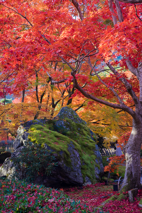 1201KYOTO11月-99