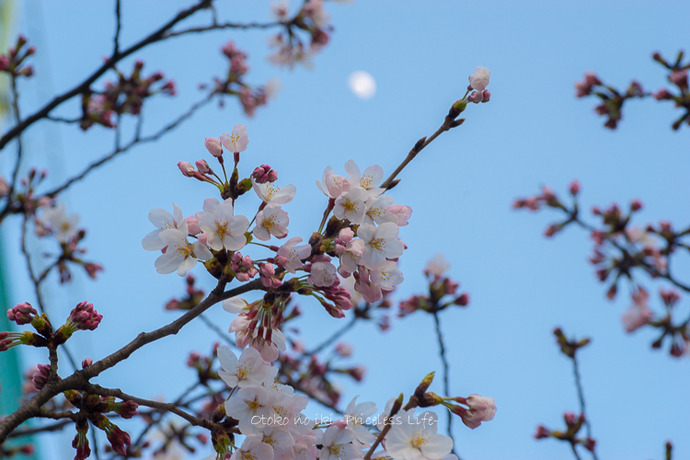 0330桜23月-51