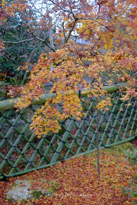 1129光悦寺11月-16