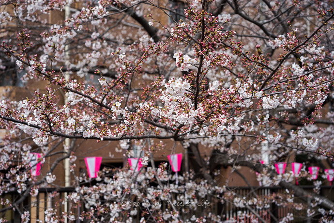 0330桜23月-1