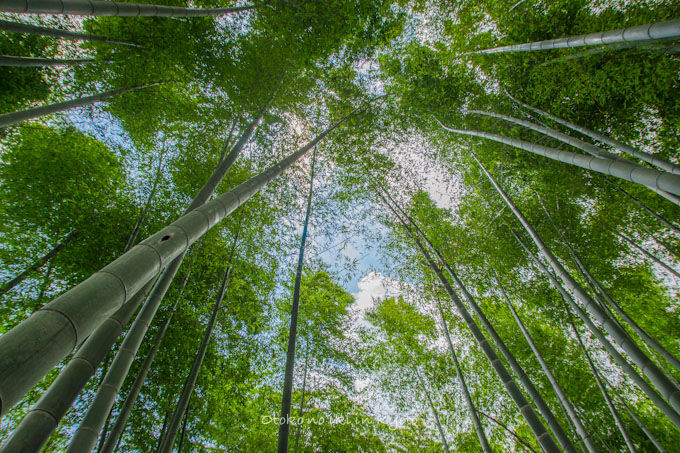 20120905高台寺-24
