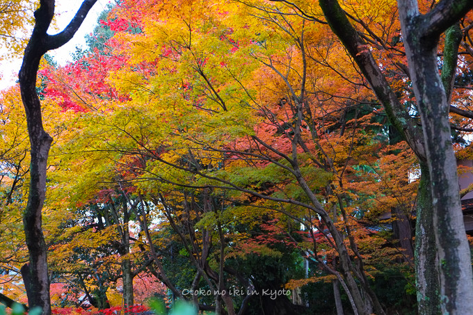 0404京都紅葉11月-7
