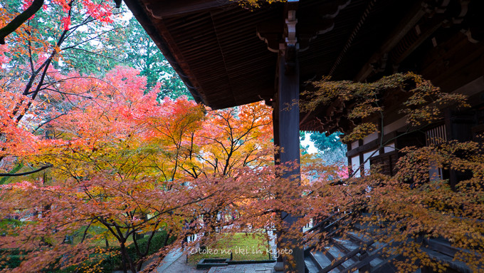 0404京都紅葉11月-22