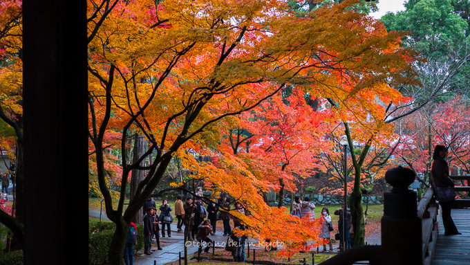 0404京都紅葉11月-26