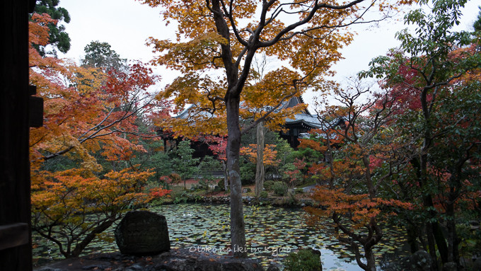 1119紅葉11月-11