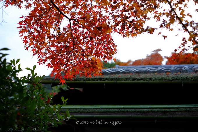 1129光悦寺11月-20