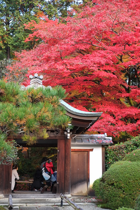 0602京都11月-1