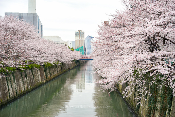0404目黒川4月-27