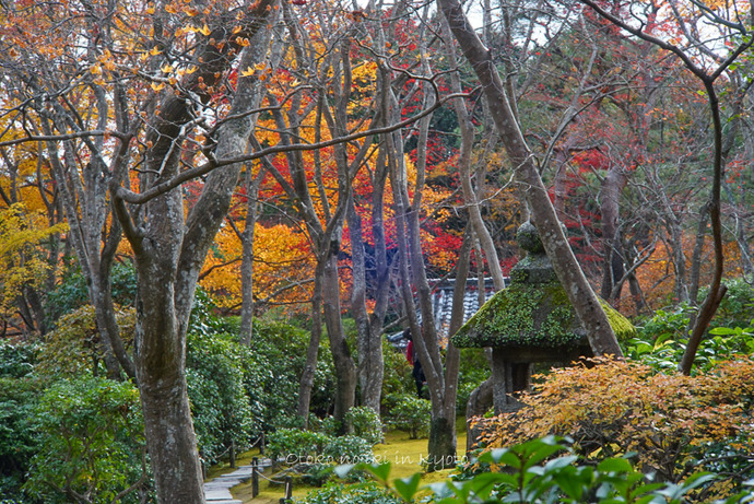 1124京都11月-35