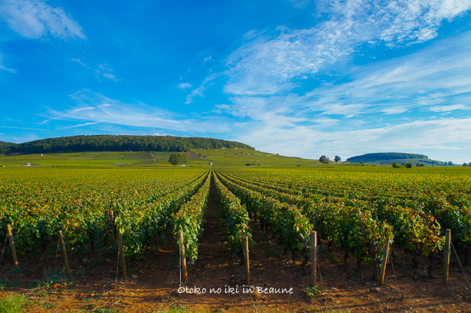 0822Corton9月-1