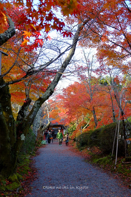1203常照寺11月-2