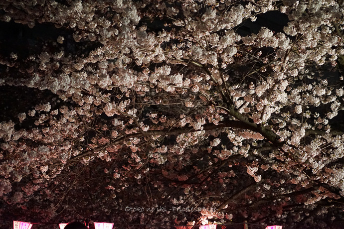 0330桜23月-59