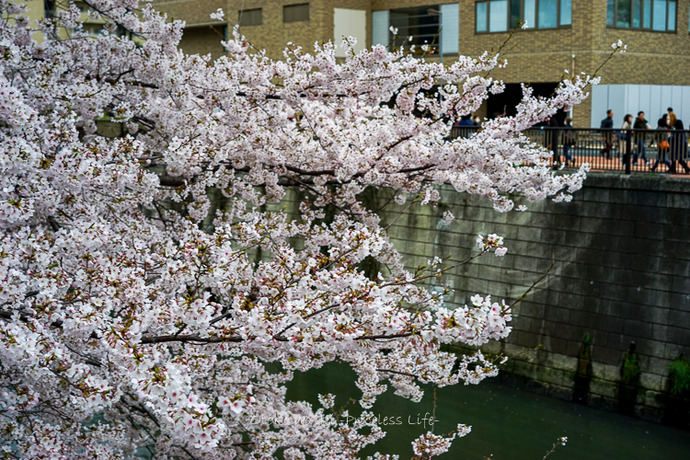 0404目黒川4月-25