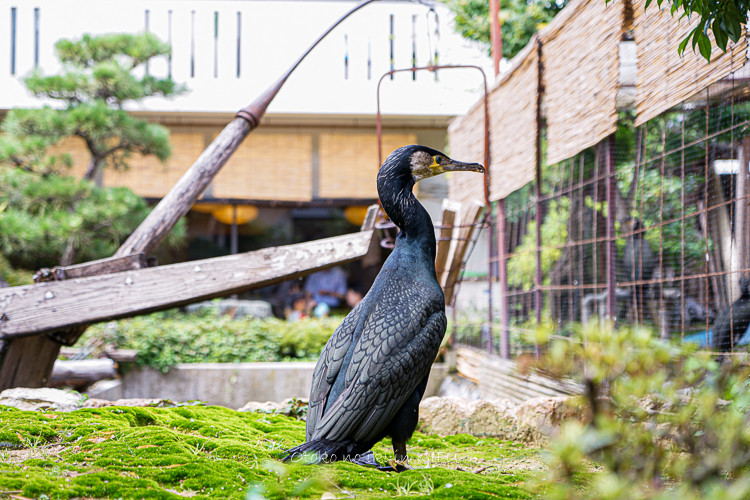 鵜の庵 鵜 岐阜 その名の通り鵜に囲まれて 漢 オトコ の粋 鵜の庵 鵜 岐阜 その名の通り鵜に囲まれて 漢 オトコ の粋