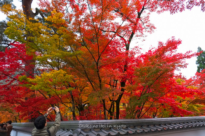 1119紅葉11月-4
