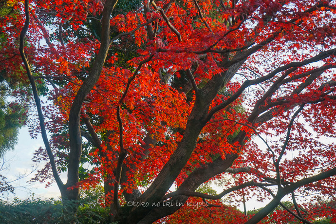 京都112511月-5