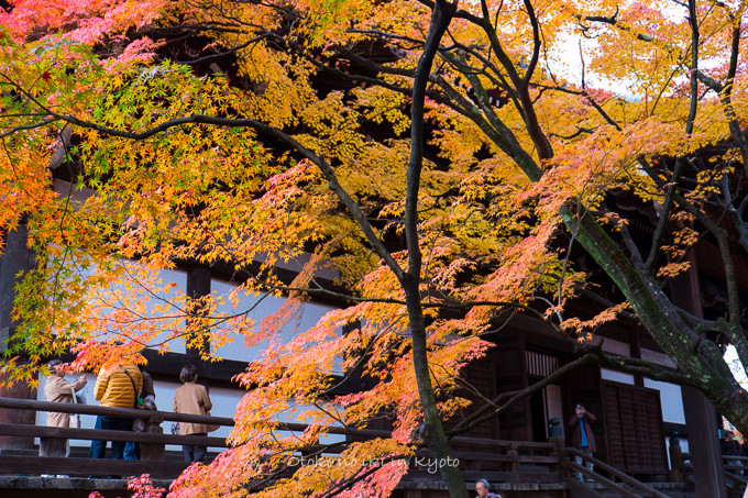 0404京都紅葉11月-12