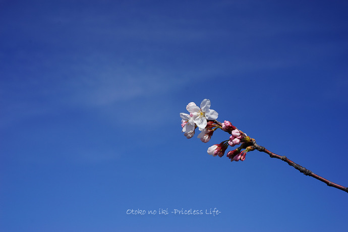 0330桜33月-1