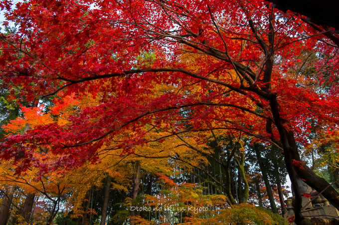 0602京都11月-3