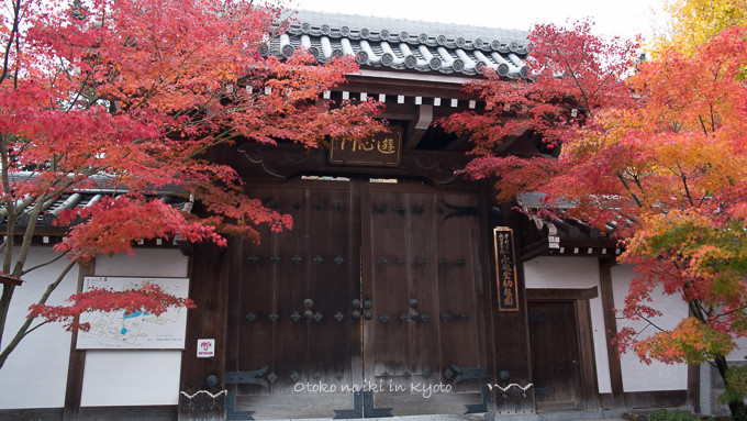 1119紅葉11月-10