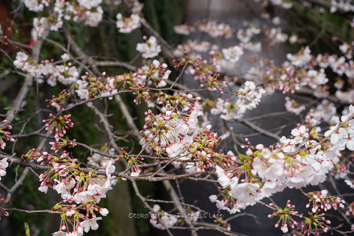 0330桜23月-11