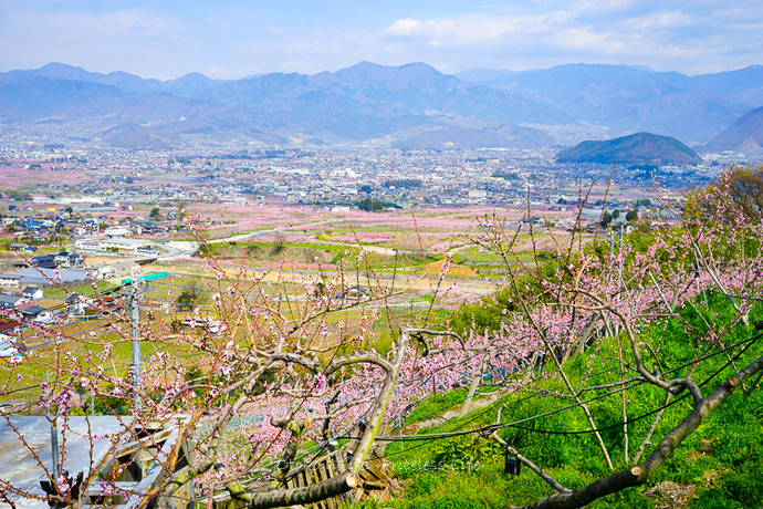 0424山梨4月-14