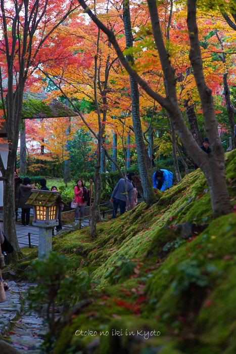 1113常寂光寺11月-28