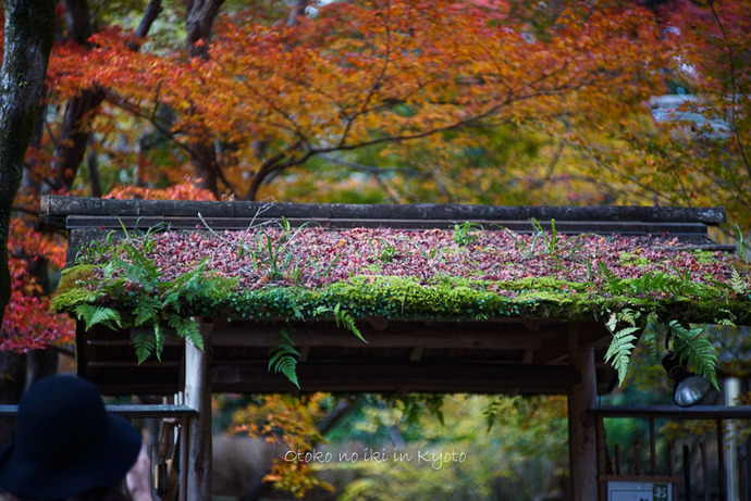 1124京都11月-27