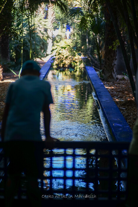 Jardin Majorelle 2017-3