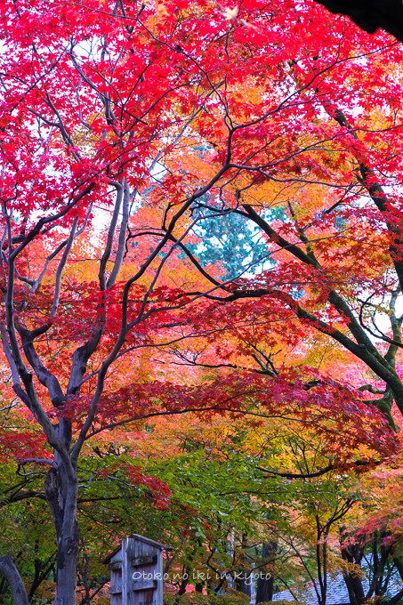 0404京都紅葉11月-19