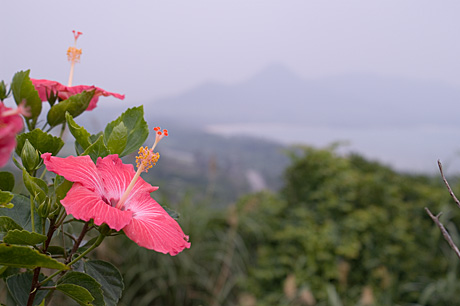 展望台花