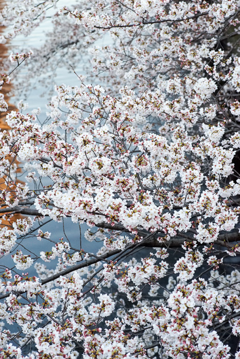 0330桜23月-54