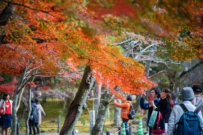 京都1125朝11月-9