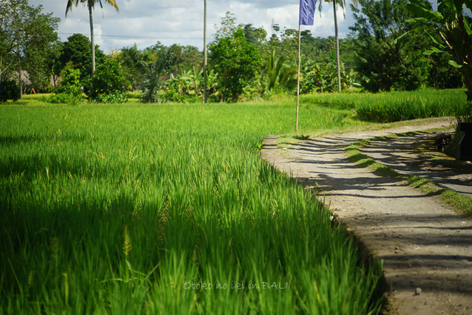 BALI_UBUD_2019-86