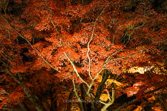 1123京都_2_11月-1