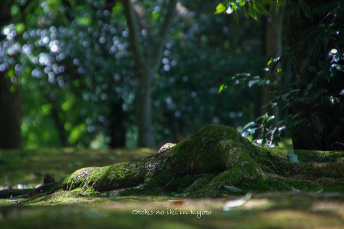 0831金閣寺7月-3